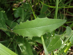 Hieracium lachenalii