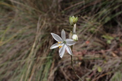 Trihesperus glaucus