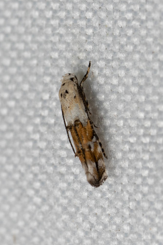 Mompha passerella