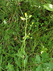 Hieracium lachenalii