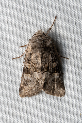Snaky Arches Moth photo 4