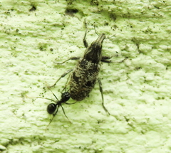 Asproparthenis punctiventris