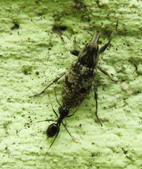 Asproparthenis punctiventris