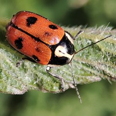 Cryptocephalus octopunctatus