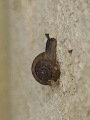 Microxeromagna lowei