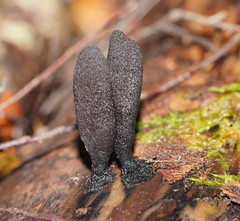 Xylaria castorea