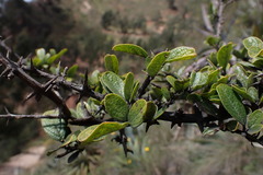 Citharexylum weberbaueri