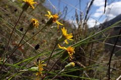 Lomanthus cerrateae