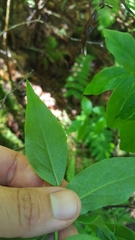 Vaccinium erythrocarpum