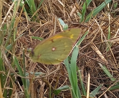 Colias croceus