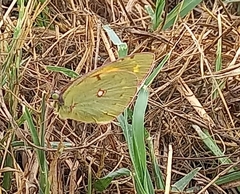 Colias croceus