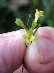 Pimelea curviflora