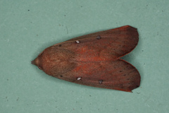 Hypsidia niphosema