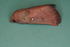 Hypsidia niphosema