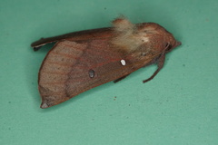 Hypsidia niphosema