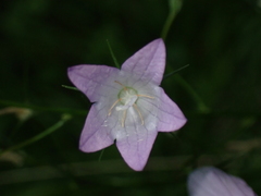 Campanula rapunculus