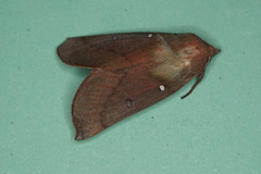 Hypsidia niphosema