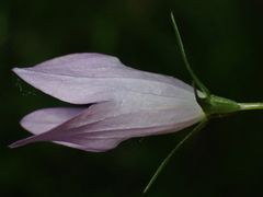 Campanula rapunculus