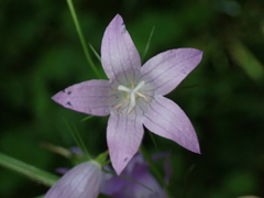Campanula rapunculus
