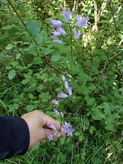 Campanula rapunculus