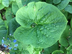 Brunnera sibirica