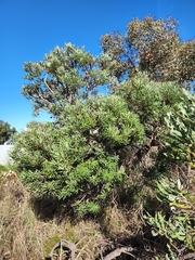 Banksia menziesii