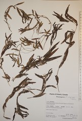 Potamogeton alpinus