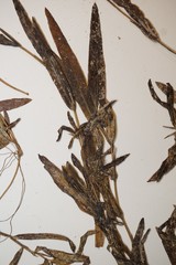 Potamogeton alpinus
