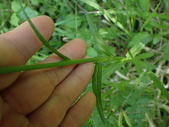 Campanula rapunculus