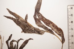Potamogeton alpinus