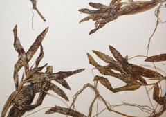Potamogeton alpinus