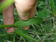 Campanula rapunculus