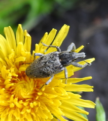 Asproparthenis punctiventris