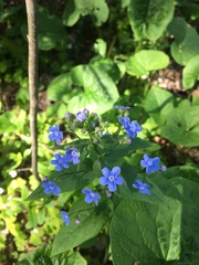 Brunnera sibirica