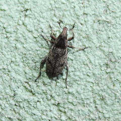 Asproparthenis punctiventris