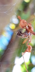 Parasteatoda lunata