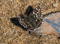 Pyrgus malvae