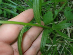 Campanula rapunculus