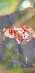 Parasteatoda lunata
