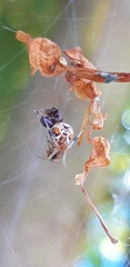 Parasteatoda lunata