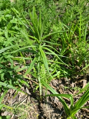 Veronica longifolia