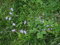 Campanula rapunculus