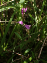 Polygala vulgaris