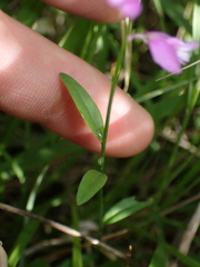 Polygala vulgaris