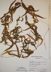 Potamogeton alpinus