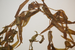 Potamogeton alpinus