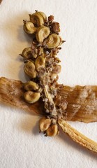 Potamogeton alpinus