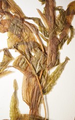 Potamogeton alpinus