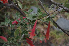 Clinopodium breviflorum