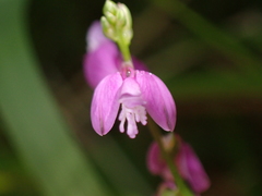 Polygala vulgaris
